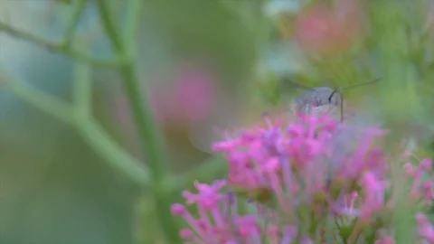 Hummingbird hawk-moth butterfly Stock Footage 91738567