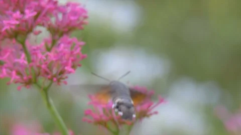 Hummingbird hawk-moth butterfly Stock Footage 91738607