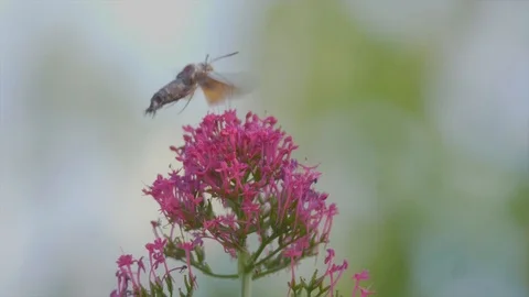 Hummingbird hawk-moth butterfly Stock Footage 91741378
