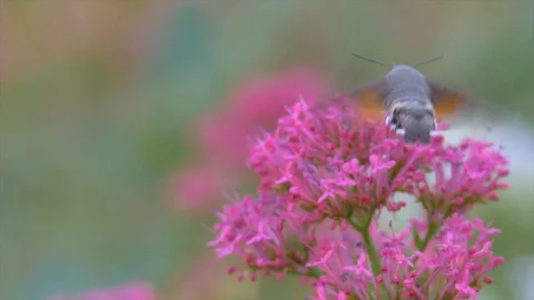 Hummingbird hawk-moth butterfly Stock Footage 91741386