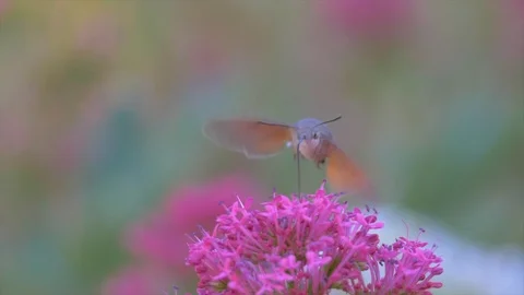 Hummingbird hawk-moth butterfly Stock Footage 91741416