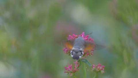 Hummingbird hawk-moth butterfly Stock Footage 91741424