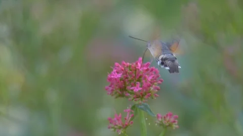 Hummingbird hawk-moth butterfly Stock Footage 91741431