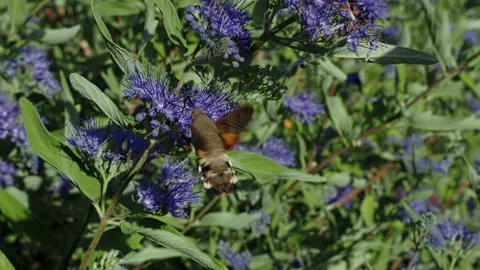Hummingbird hawk moth collecting nectar on purple flowers Stock Footage 318847098