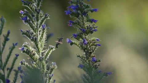 Hummingbird hawk-moth collecting nectar from Viper's Bugloss Stock Footage 341672672
