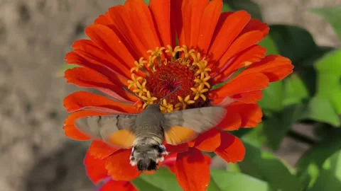 Hummingbird hawk-moth drinking nectar from orange zinnia flower video 库存影片 344245985