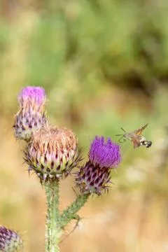 Hummingbird hawk moth feeding on flower Foto stock