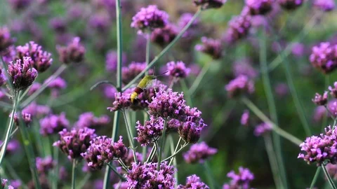 An hummingbird hawk-moth feeding nectar from the verbena flower field. Stock Footage 112973475