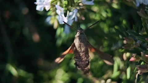 Hummingbird hawk-moth feeding nectar from flower Stock Footage 293282541