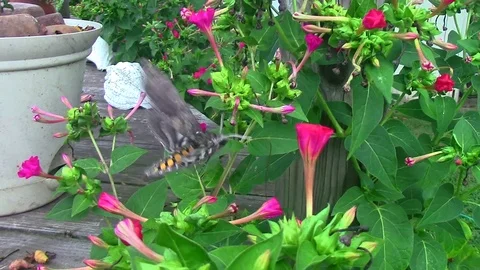 A Hummingbird Hawk moth feeds on flowers Video stock 120763252