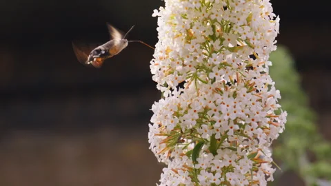 Hummingbird Hawk Moth Feeds from Tall White Flower Cluster Stock-Footage 344541826