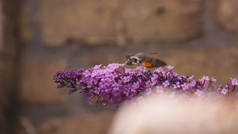 Hummingbird Hawk Moth Flies Above Purple Blossoms with Extended Proboscis Stock-Footage 344542155