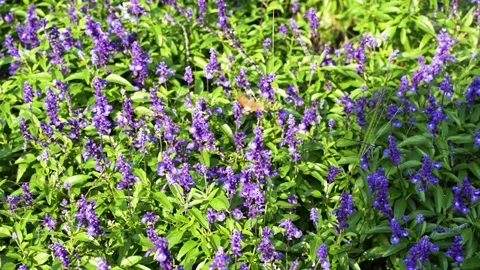 Hummingbird Hawk Moth in the Flowers Stock Footage 210867258