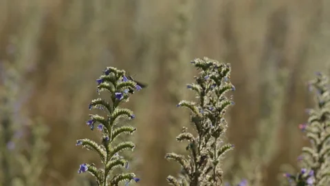 Hummingbird hawk-moth fly among Viper's Bugloss flowers collecting nectar Stock Footage 343367378
