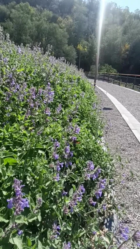Hummingbird hawk-moth flying over sage, sunny morning in the mountains 库存影片 345948602