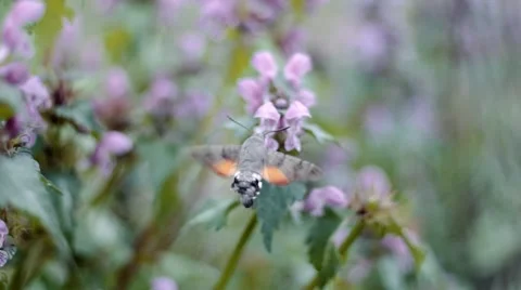 Hummingbird hawk moth flying in slow motion Stock Footage 68051283