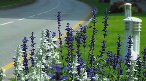 Hummingbird Hawk-moth Stock Footage 8916140