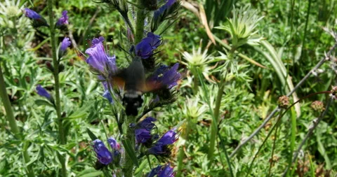 Hummingbird hawk moth Video stock 246016337