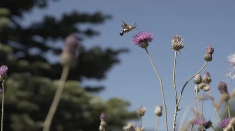 Hummingbird Hawk-Moth Gathering Nectar from Flower 库存影片 65764896