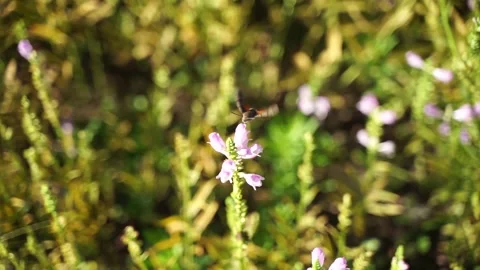 Hummingbird hawk-moth gathers nectar around flowers Stock Footage 144298202