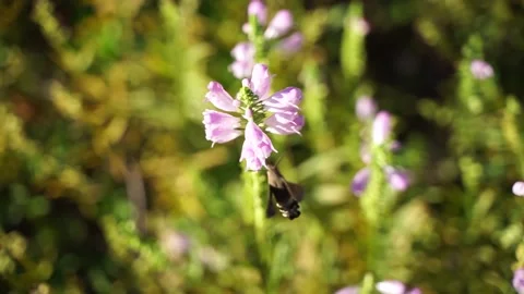 Hummingbird hawk-moth gathers nectar around flowers Stock Footage 144298265