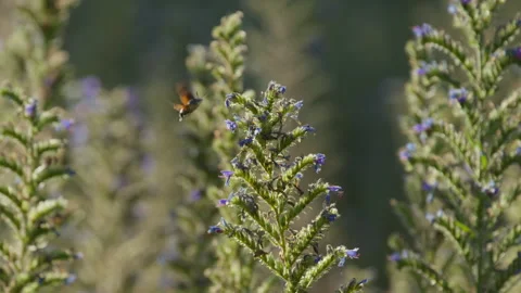 Hummingbird Hawk-Moth getting nectar from Viper's Bugloss purple flowers Stock Footage 340922084