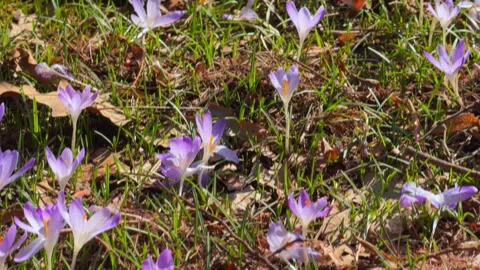 Hummingbird hawk moth hovering above blooming purple crocus flowers Видео 335608208