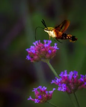 Hummingbird hawk-moth hovering above vibrant purple flowers Stock Photos
