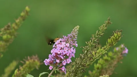 Hummingbird Hawk-moth Hovering and Feeding on Purple Buddleja Flower Stock Footage 331616830