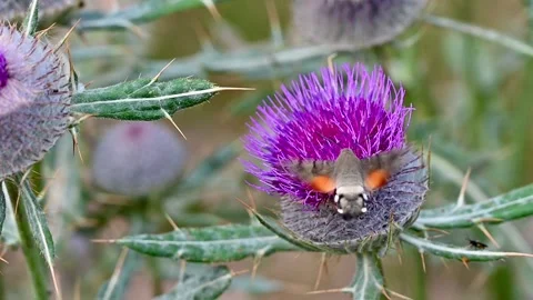 Hummingbird hawk-moth hovering and feeding on a purple thistle flower Stock Footage 346116827