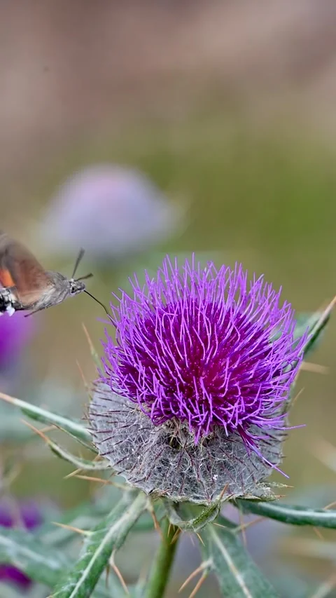Hummingbird hawk-moth hovering and feeding on a purple thistle flower Stock Footage 346116913