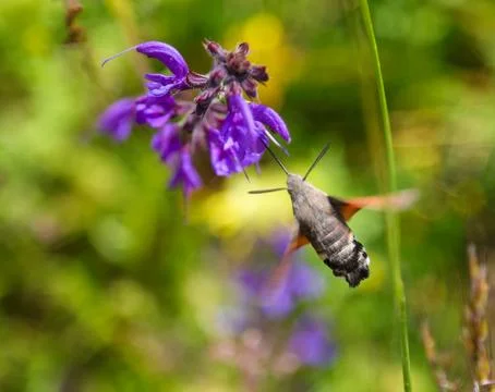 Hummingbird hawk moth hovering and feeding on purple wildflower in summer m.. Fotos Stock