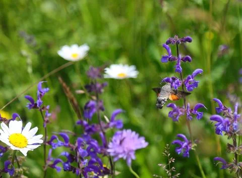 Hummingbird hawk moth hovering and feeding on purple wildflower in summer m.. Fotos Stock