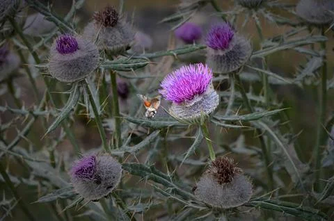 Hummingbird hawk-moth hovering and feeding on a purple thistle flower Stock Photos