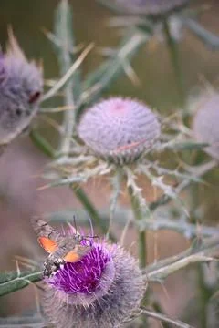 Hummingbird hawk-moth hovering and feeding on a purple thistle flower Stock Photos