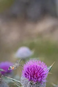 Hummingbird hawk-moth hovering and feeding on a purple thistle flower Stock-Fotos