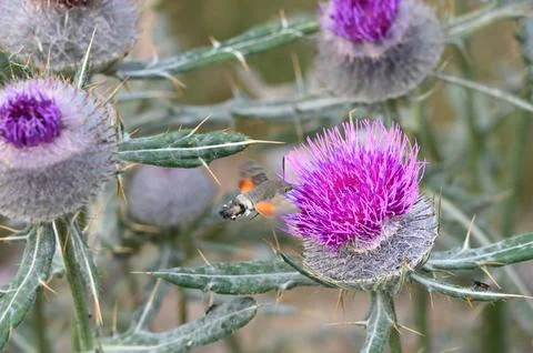 Hummingbird hawk-moth hovering and feeding on a purple thistle flower Stock Photos