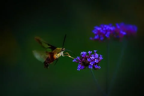 Hummingbird hawk-moth hovering beside vivid purple flowers Stock Photos