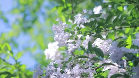 Hummingbird Hawk-moth hovering near delicate pale lilac blossoms in sunlight. Stock Footage 302301986