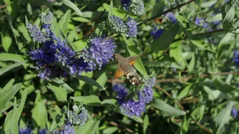 Hummingbird hawk-moth hovering near Caryopteris flowers Stock Footage 318846434