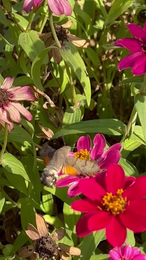 Hummingbird hawk-moth hovering over vibrant pink zinnia Stock Footage 304020302
