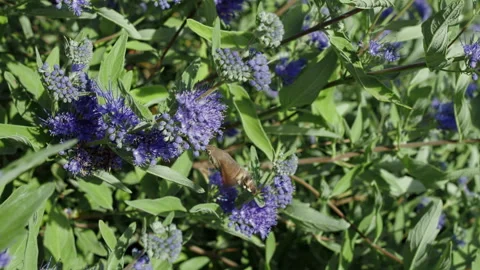 Hummingbird hawk moth hovering over purple blossoms Stock Footage 318847114