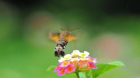 Hummingbird hawk moth hovering over colorful lantana flowers 库存影片 348378977
