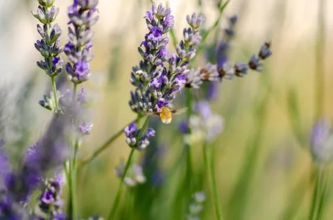 Hummingbird hawk-moth hovering over a lavender flower,  (Macroglossum stellat Stock Photos