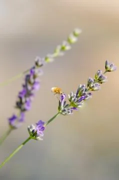 Hummingbird hawk-moth hovering over a lavender flower,  (Macroglossum stellat Stock Photos
