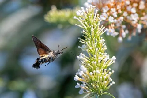 The hummingbird hawk-moth hovering over flower, Macroglossum stellatarum Stock Photos