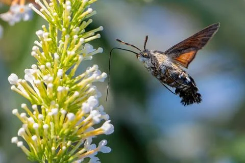 The hummingbird hawk-moth hovering over flower, Macroglossum stellatarum Foto stock