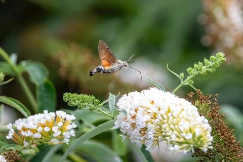 The hummingbird hawk-moth hovering over flower, Macroglossum stellatarum Stock Photos