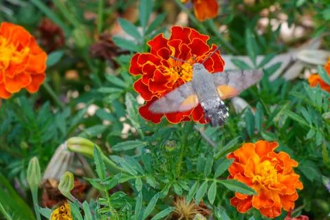 Hummingbird hawk moth hovering over bright red marigold flower in a summer .. Stock Photos