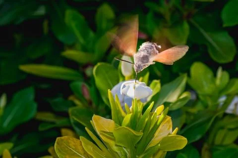 Hummingbird hawk-moth hovering over a white garden flower while feeding on .. Stock Photos